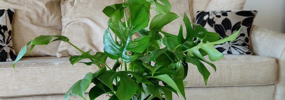 Philodendron Minima Banner Image2.jpg